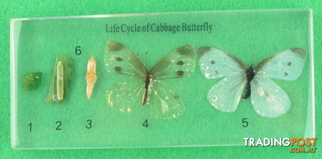 Specimen Block - Life Cycle of Butterfly - SC013