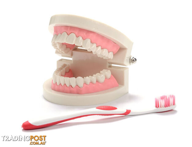 Teeth Cleaning Teaching Model with Tooth Brush Dentist Tooth Cleaning - PR1042