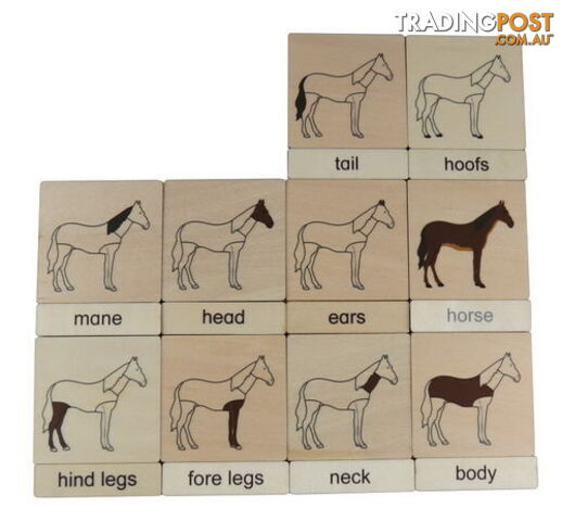 Classification 3 Part Timber Cards - Horse Parts - LA46425