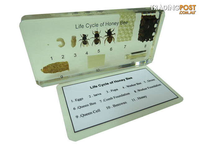 Specimen Block - Life Cycle of Honey Bee - BO44230