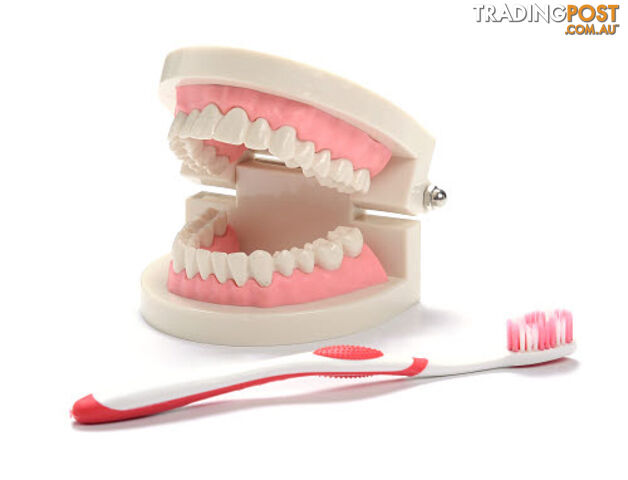 Teeth Cleaning Teaching Model with Tooth Brush Dentist Tooth Cleaning - APR1042