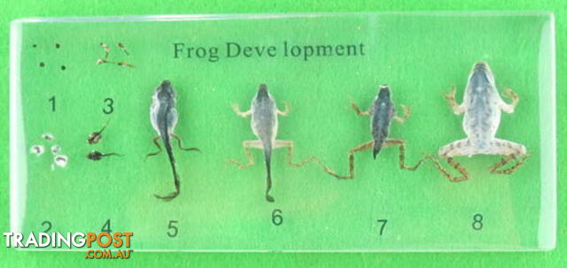 Specimen Block - Frog Development - SC007