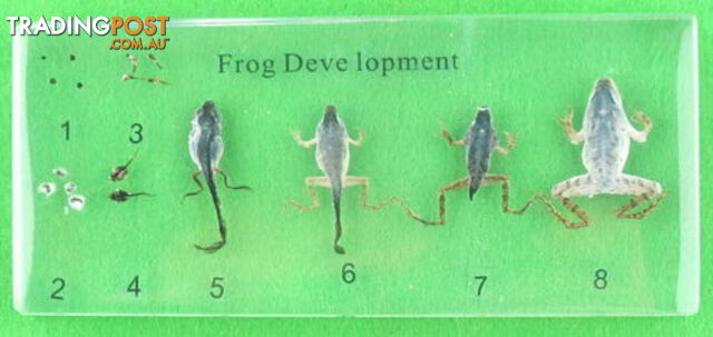 Specimen Block - Frog Development - SC007