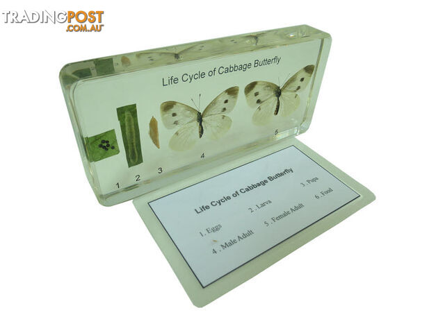 Specimen Block - Life Cycle of Cabbage Butterfly - BO44240