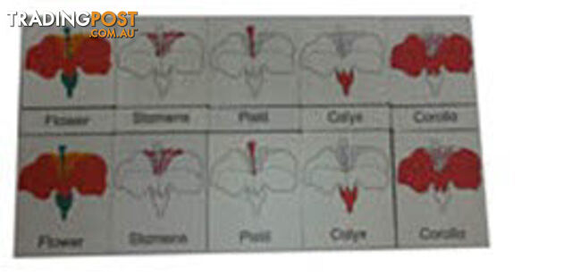 Classification 3 Part Timber Cards - Flower Parts - LA46424