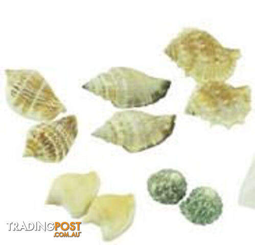 Sea Shells Matching Activity - PR1048