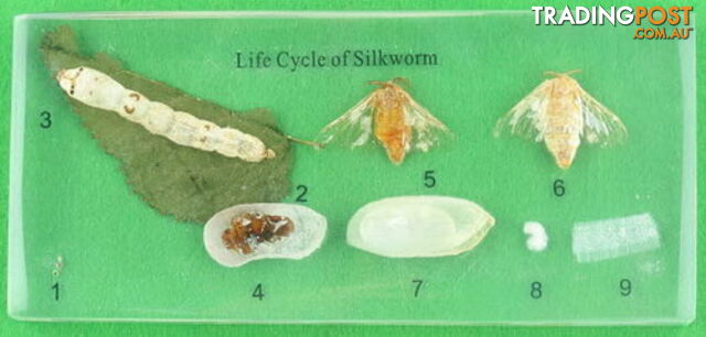 Specimen Block - Life Cycle of Silkworm - SC008
