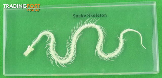 Specimen Block - Snake Skeleton - SC024