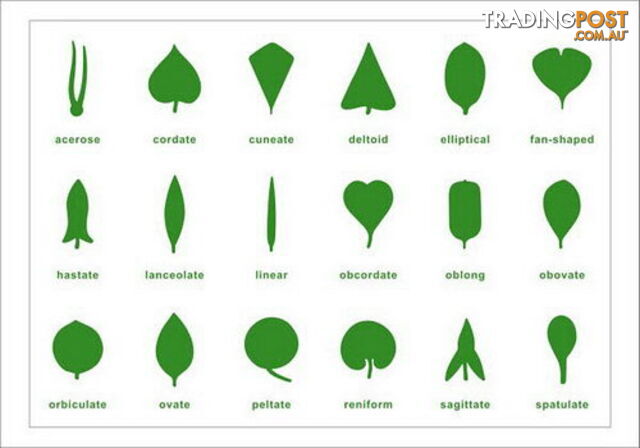 Botany Control Chart - Plastic - BO005-2.500140