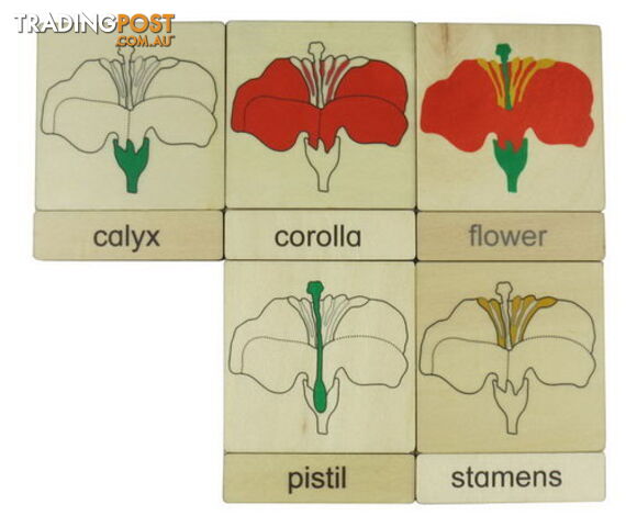 Classification 3 Part Timber Cards - Flower Parts - 406424