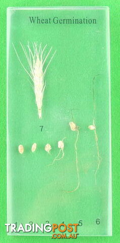 Specimen Block - Wheat Germination - SC020