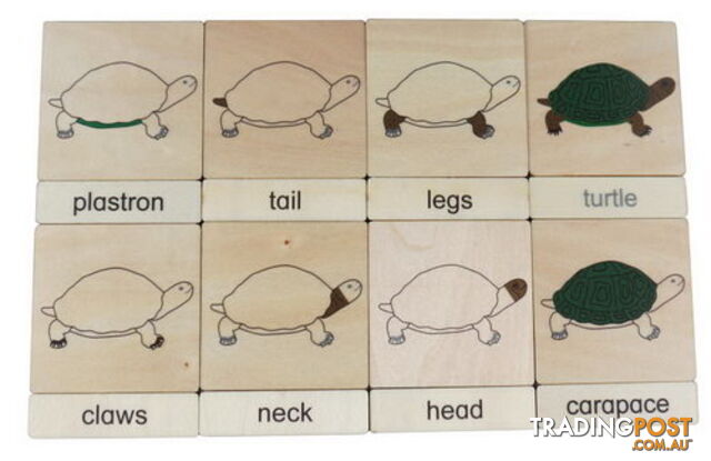 Classification 3 Part Timber Cards - Turtle Parts - LA46426