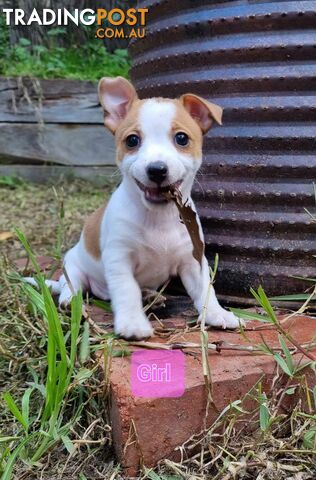 Jack Russell Smooth Coat Puppies