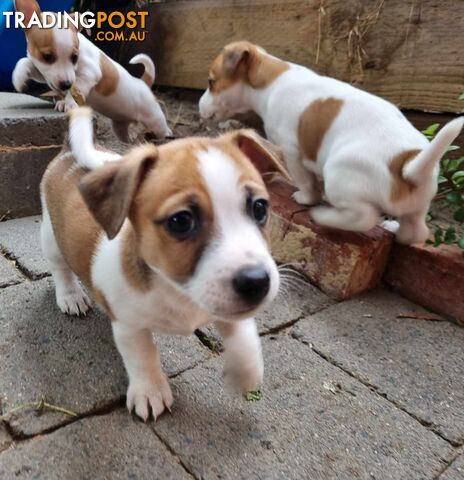 Jack Russell Smooth Coat Puppies