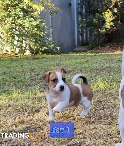 Jack Russell Smooth Coat Puppies