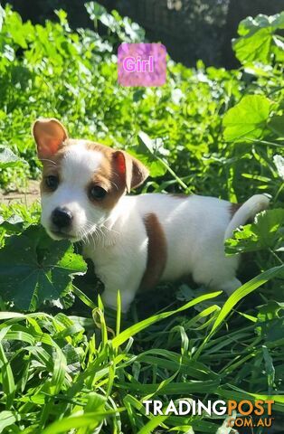Jack Russell Smooth Coat Puppies