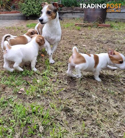 Jack Russell Smooth Coat Puppies