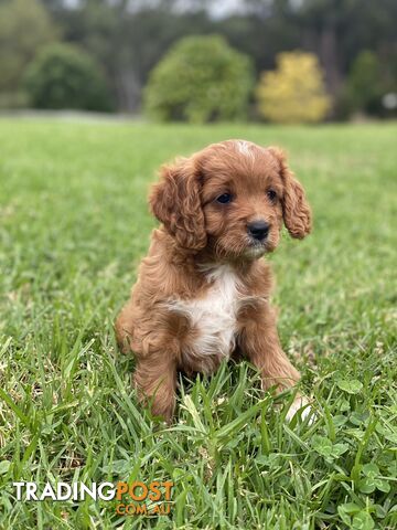 Toy Cavoodle First Generation