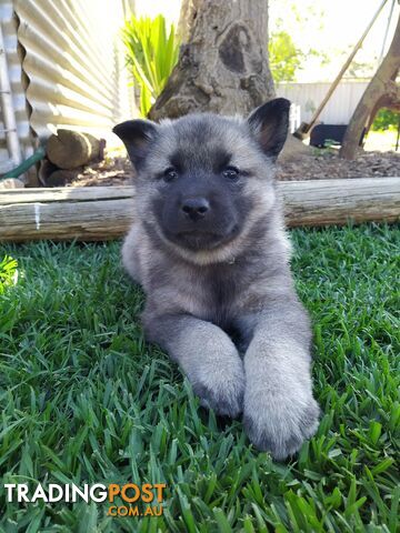 Pedigree Norwegian elkhound