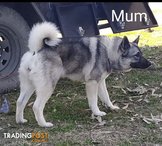 Pedigree Norwegian elkhound