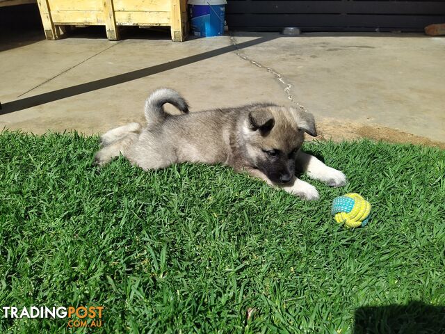 Pedigree Norwegian elkhound