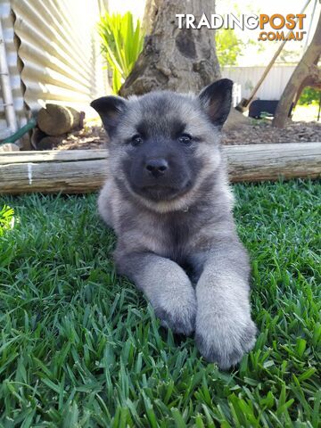 Pedigree Norwegian elkhound