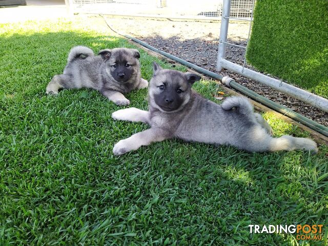 Pedigree Norwegian elkhound