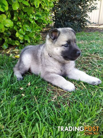 Pedigree Norwegian elkhound