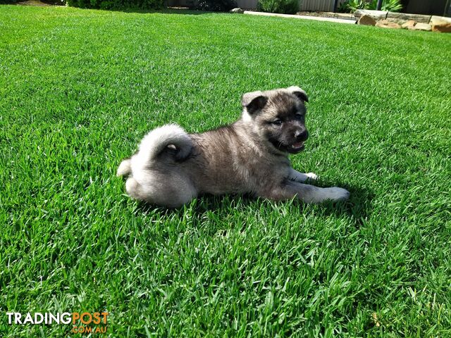 Pedigree Norwegian elkhound