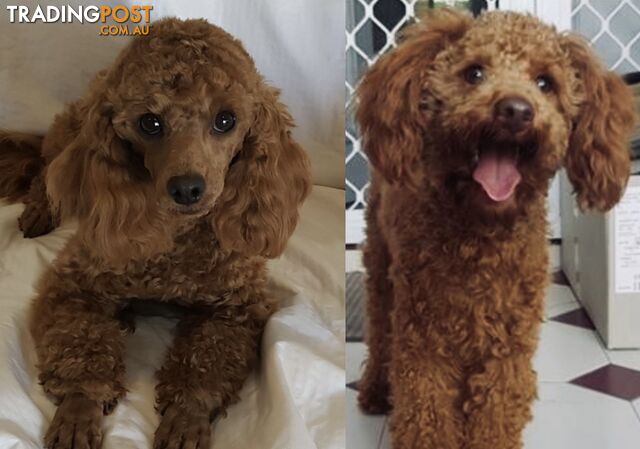 HANDSOME STUD RED TOY POODLE PEDIGREE & DNA CLEAR