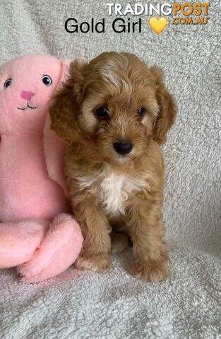 3 Toy Cavoodle Puppies