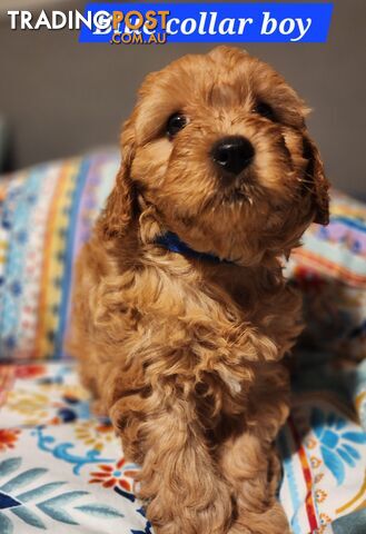 Toy cavoodles puppies looking for furever home