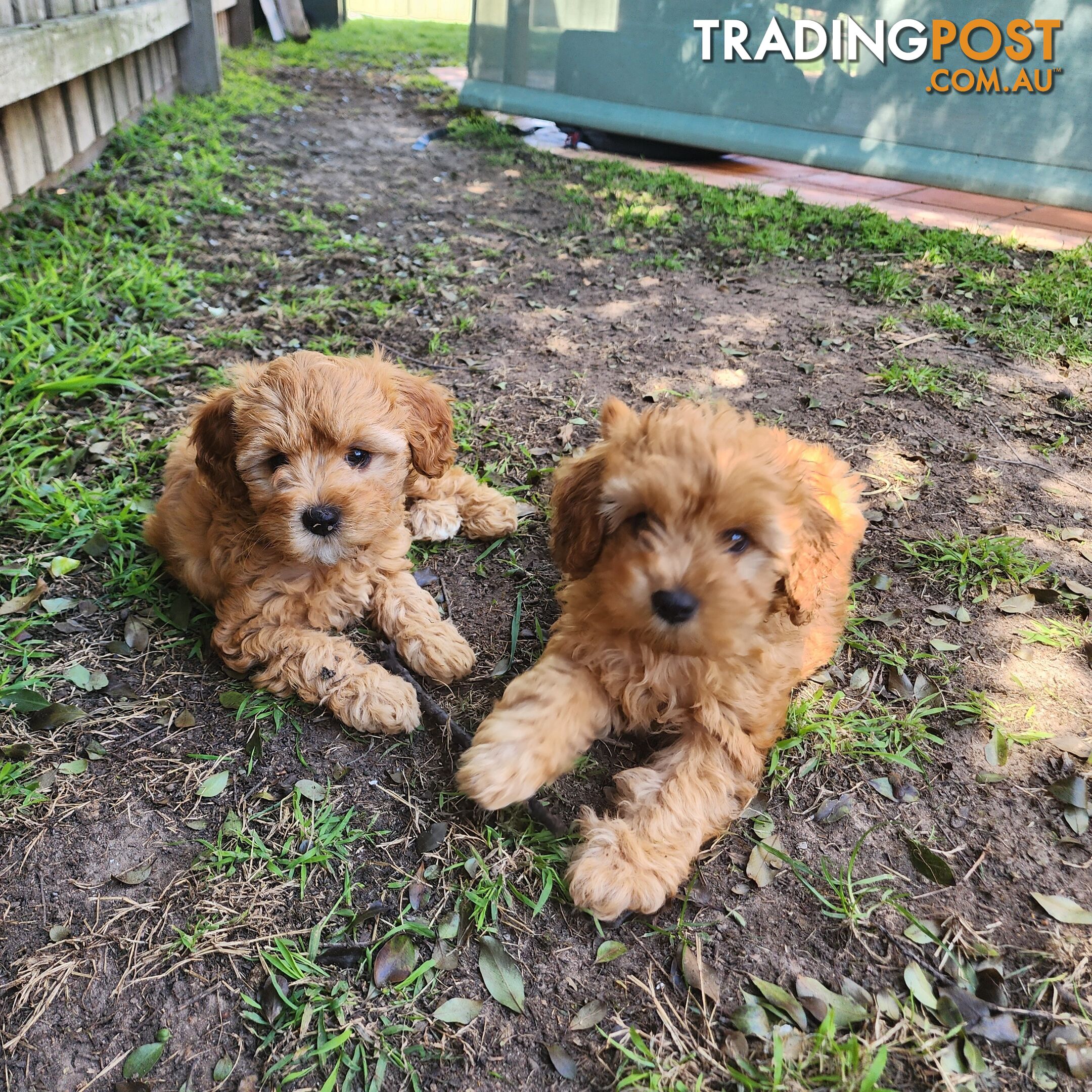 Toy cavoodles looking for furever home