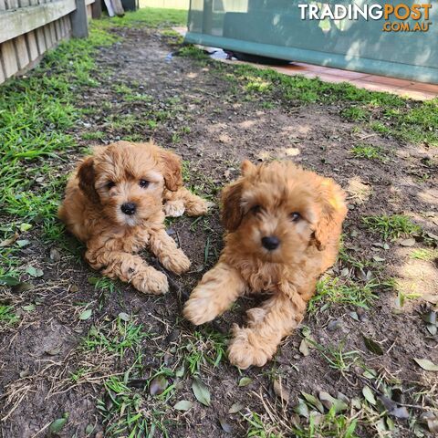 Toy cavoodles looking for furever home