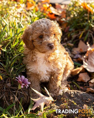 5 beautiful Cavoodle Puppies