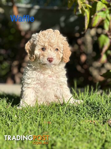 6 beautiful Cavoodle Puppies