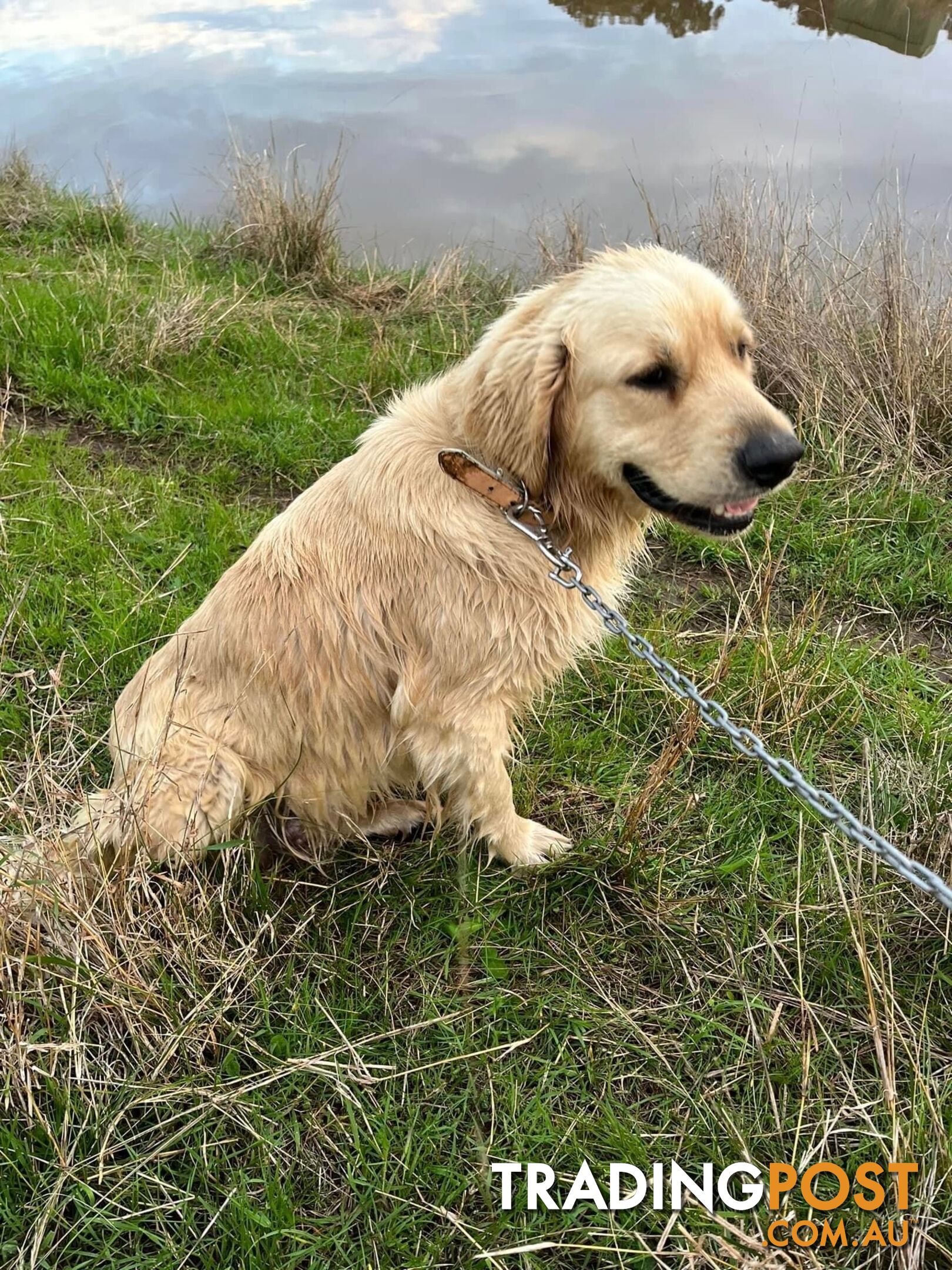 Purebred Golden Retriever