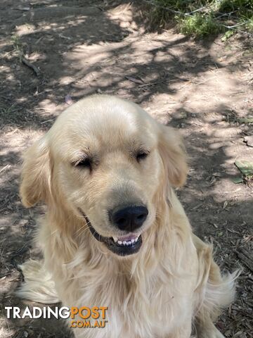 Purebred Golden Retriever