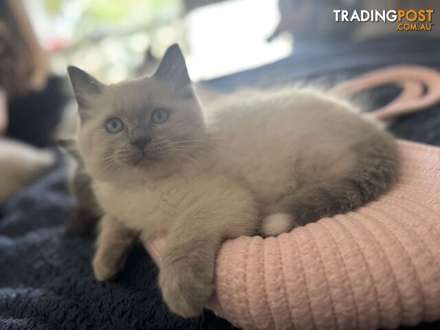 Purebred ragdoll kittens