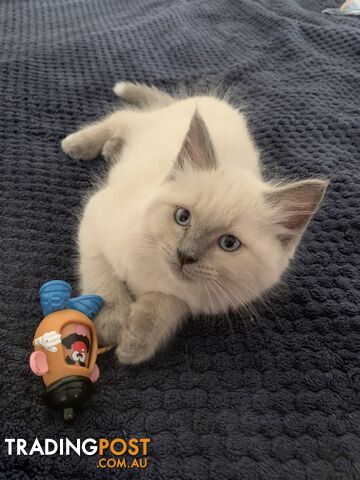 Purebred ragdoll kittens