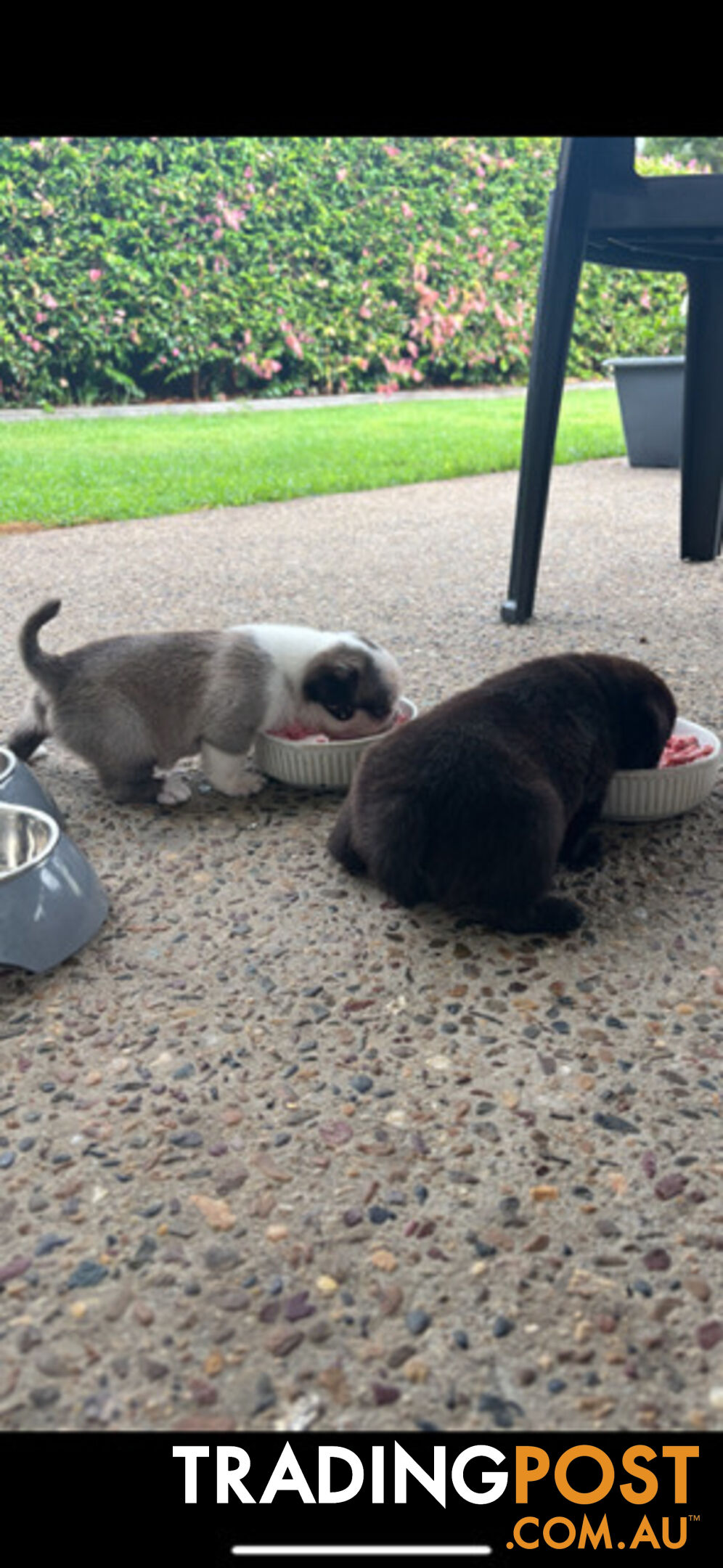 Playful Pug Puppies