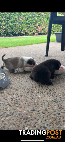 Playful Pug Puppies