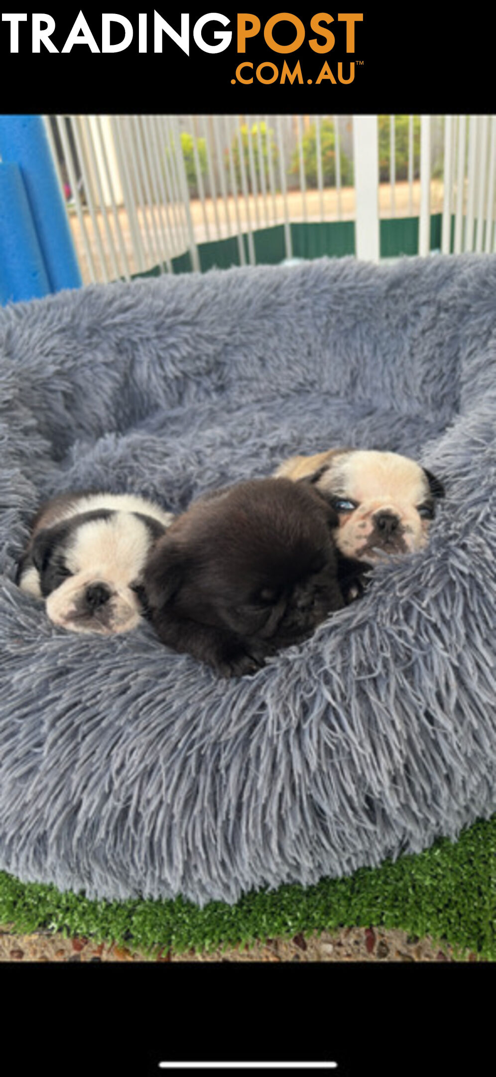 Playful Pug Puppies