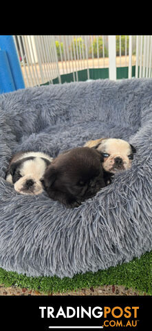 Playful Pug Puppies