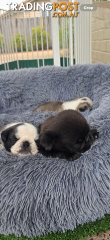 Playful Pug Puppies