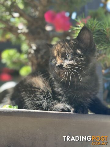 Chubby Cheeks British Shorthair X kittens