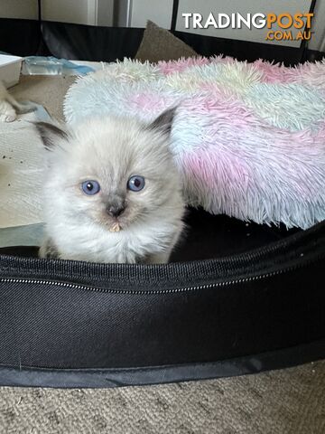 Ragdoll kittens