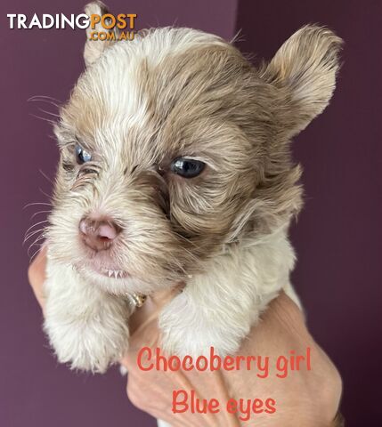 Exotic  choc and choc Merle  Yorkshire terrier