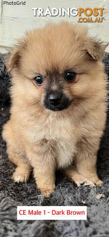 Cute Purebred Pomeranian Puppies