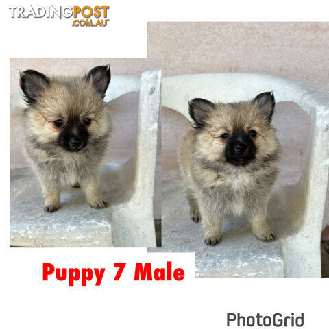 Gorgeous and Fluffy Purebred Pomeranian Puppies